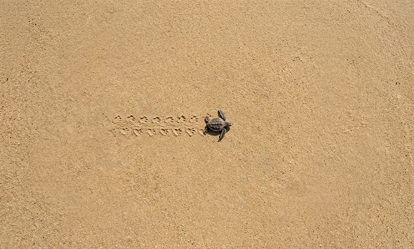 Happy little turtles